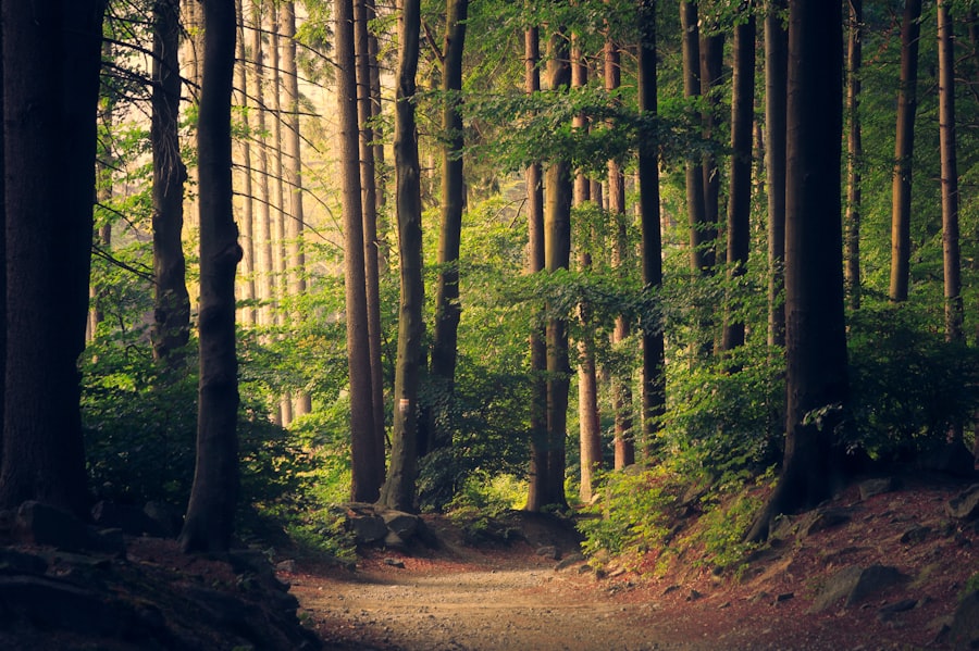 Tree removal and stump grinding services
